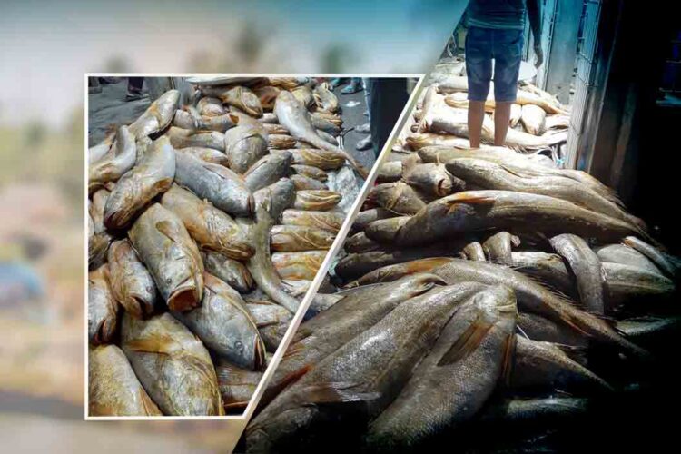 প্রায় ৮ লক্ষ টাকায় বিক্রি হল ভোলা ভেটকি