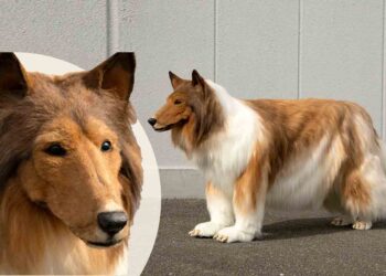 এবার কুকুর হওয়ার ইচ্ছে পূরণ ! খরচ ১২ লক্ষ টাকা