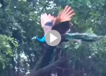 ডানা মেলে উড়ছে ময়ূর, দেখুন চোখ জুড়ানো ভিডিও