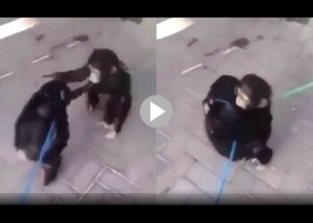 ভাইরাল আবেগঘন দুই শিম্পাঞ্জি ভাইয়ের ভিডিও