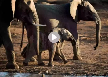 জেড সুরক্ষাকেও হার মানাবে হাতির দল, দেখুন ভাইরাল ভিডিও
