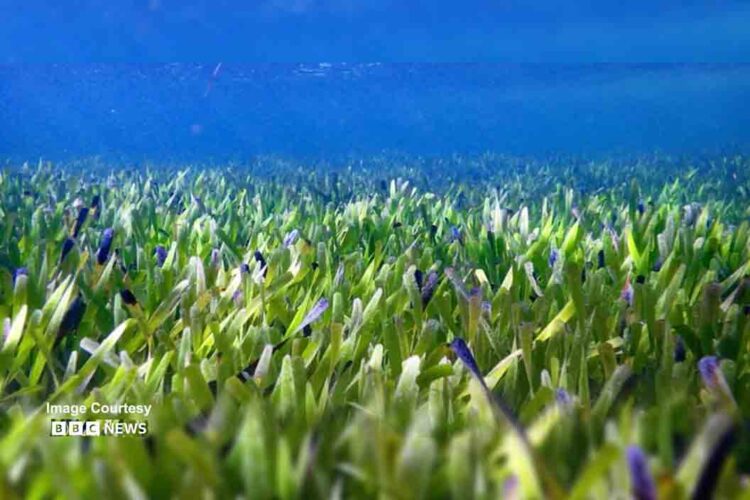 সন্ধান মিলল পৃথিবীর দীর্ঘতম উদ্ভিদের