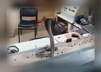 রেল পরিদর্শনে গোখরোর শাসানি, আতঙ্কে স্টেশন মাস্টার