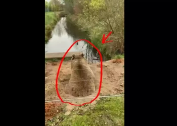 পশুদের মধ্যেও কি প্রকৃতি প্রেম আছে, দেখুন ভাইরাল ভিডিও