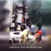 ভারী বৃষ্টিতে ঘোড়ায় চেপে হোম ডেলিভারি, ভাইরাল ভিডিও
