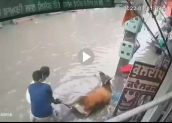 মানবতা এখনও বেঁচে আছে, দেখুন ভাইরাল ভিডিও