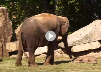 ডেকেও উঠছে না ঘুমন্ত সন্তান, ভাইরাল অসহায় মায়ের কীর্তি