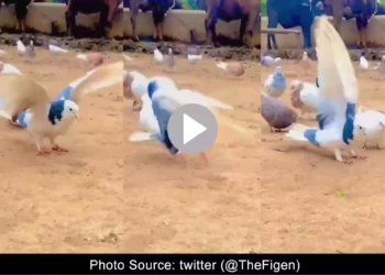 pigeon back to back 3 backflip viral video
