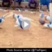 pigeon back to back 3 backflip viral video