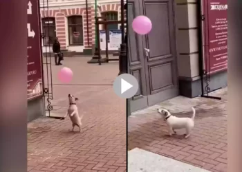 এবার ফুটবলার হতে চলেছে কুকুর ছানা