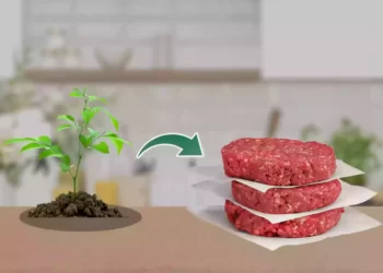 নিরামিষাশীদের রসনা তৃপ্তি ভেগান মিটে