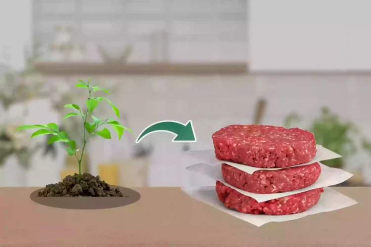নিরামিষাশীদের রসনা তৃপ্তি ভেগান মিটে