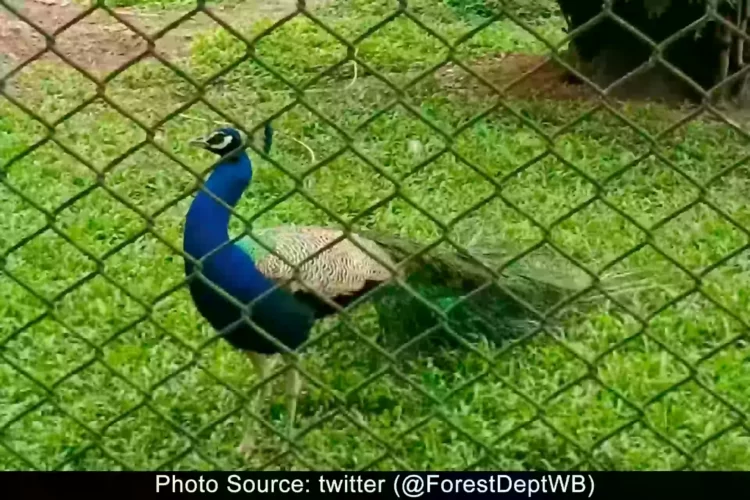 bethuadahari wildlife sanctuary tourism