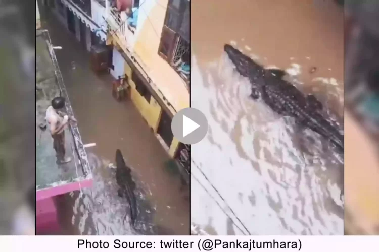 Crocodile in shivpuri MP