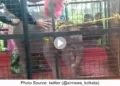 Forest Force rescue Elephant Calf from Murti river