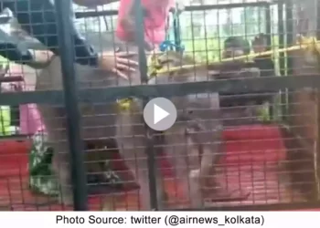 Forest Force rescue Elephant Calf from Murti river