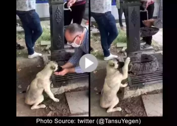 viral thirsty dog asking for water
