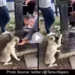 viral thirsty dog asking for water