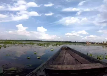 Travel- শাপলা ফুলে ভরা বর্তির বিল যেন বাংলার ডাল লেক !