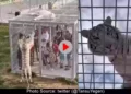 viral human inside cage. visitors animals
