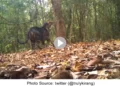 viral rare glimpse-of BlackTiger at oddisa Simlipal
