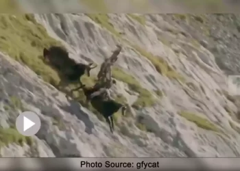 ঈগলের কবলে পাহাড়ি ছাগল, দেখুন ভিডিও