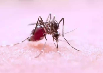 dengue panic before DurgaPuja in WestBengal
