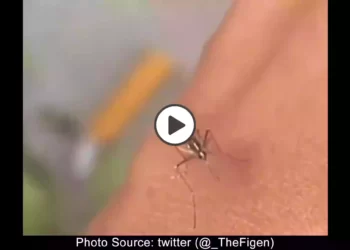 কামড়ানোর আগে মশার হুলে শান! দেখুন ভাইরাল ভিডিও