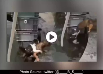 dog-hepling-a-poor-drowning-cat-viral