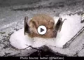 little-bats-hibernate-in-snow-dens-viral