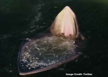 দুপুরের খাবার এমনও হয় ! দেখুন ভাইরাল ভিডিও