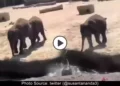 viral-elephnant-calves-playing
