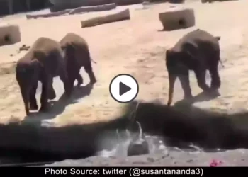 viral-elephnant-calves-playing