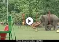 wild-elephant-playing-enjoying-into-a-children-park
