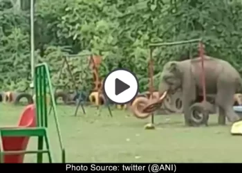 wild-elephant-playing-enjoying-into-a-children-park