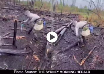 Viral-Tree-planting-tree-planter-set-a-new-world-record-by-planting-23060-trees