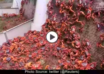 red-crabs-cross-streets-and-climb-bridges-during-annual-migration-viral-video