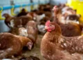 birdflu-chicken-egg-turkey-price-increasing