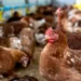 birdflu-chicken-egg-turkey-price-increasing